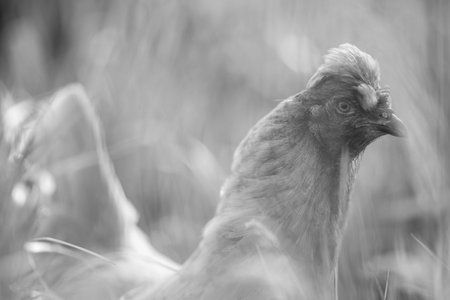 Chickens, hens and chooks, grazing and eating grass, on a free range, organic farm, in a country hen house, on a farm and ranch in Australia.の写真素材