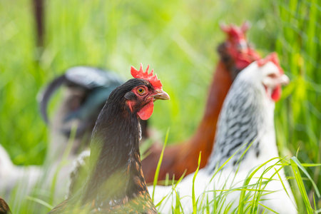 Chickens, hens and chooks, grazing and eating grass, on a free range, organic farm, in a country hen house, on a farm and ranch in Australia.の写真素材