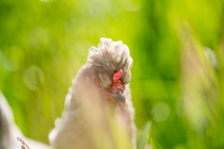 Chickens, hens and chooks, grazing and eating grass, on a free range, organic farm, in a country hen house, on a farm and ranch in Australia.の写真素材
