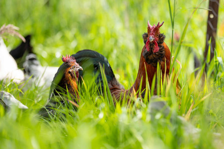 Chickens, hens and chooks, grazing and eating grass, on a free range, organic farm, in a country hen...