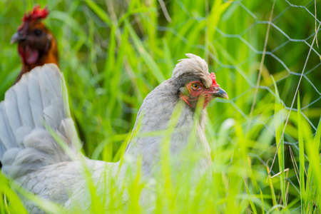 Close up of Stud speckle park Beef bulls, cows and calves grazing on grass in a field, in Australia. breeds of cattle include speckle park, murray grey, angus.の写真素材