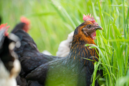 Chickens, hens and chooks, grazing and eating grass, on a free range, organic farm, in a country hen...