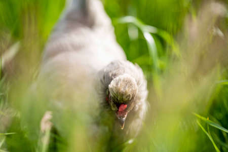 Chickens, hens and chooks, grazing and eating grass, on a free range, organic farm, in a country hen house, on a farm and ranch in Australia.の写真素材