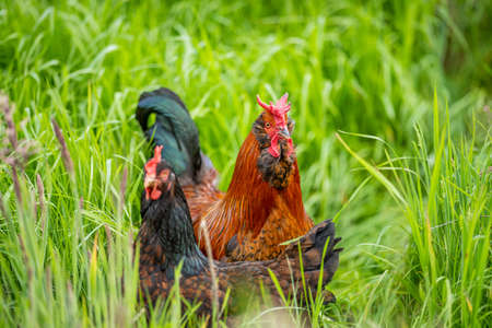 Chickens, hens and chooks, grazing and eating grass, on a free range, organic farm, in a country hen house, on a farm and ranch in Australia.の写真素材