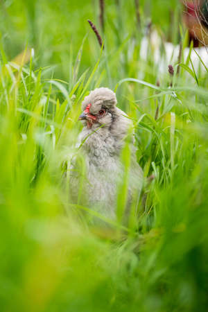 Chickens, hens and chooks, grazing and eating grass, on a free range, organic farm, in a country hen...