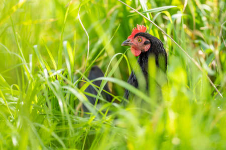 Blossom on flowers, on apple fruit trees in spring, in Australia. with white and green colours in the sun.の写真素材