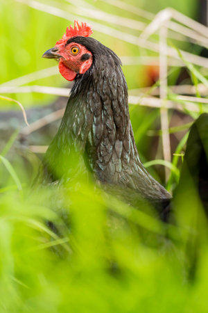 Chickens, hens and chooks, grazing and eating grass, on a free range, organic farm, in a country hen house, on a farm and ranch in Australia.の写真素材
