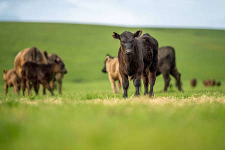 Stud Angus, wagyu, speckle park, Murray grey, Dairy and beef Cows and Bulls grazing on grass and pasture in a field. The animals are organic and free range, being grown on an agricultural farm in Australia.の写真素材