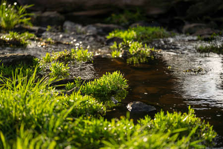 Stud Beef bulls and cows grazing on grass in a field, in Australia. breeds include speckle park, murray grey, angus, brangus and wagyu.の写真素材
