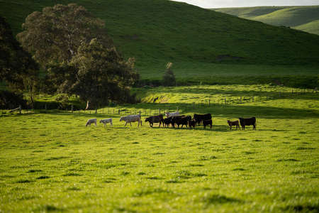 Stud Beef bulls and cows grazing on grass in a field, in Australia. breeds include speckle park,...