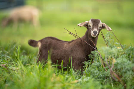 Goats with baby kids, eating grass and sucking on a farm in Australiaの写真素材