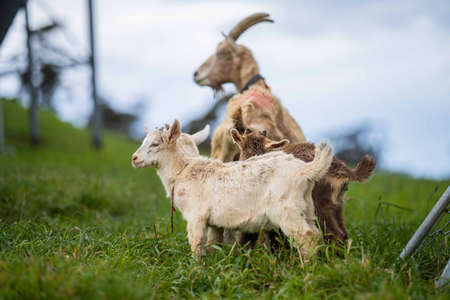 Goats with baby kids, eating grass and sucking on a farm in Australiaの写真素材