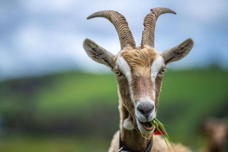 Goats with baby kids, eating grass and sucking on a farm in Australiaの写真素材