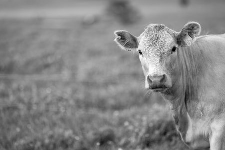 Beef cows and calfs grazing on grass in south west victoria, Australia. eating hay and silage. breeds include specke park, murray grey, angus and brangus.の写真素材