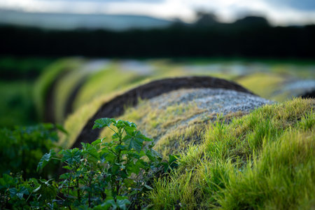 hay and silage in a stack yard. bales of hay with grass sprouting in top. old  bales rotting on a farmの写真素材