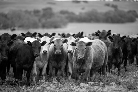 sustainable agriculture cow farm in a field, beef cows in a field. livestock herd grazing on grass on a farm. african cow, healthy regenerative food productionの写真素材