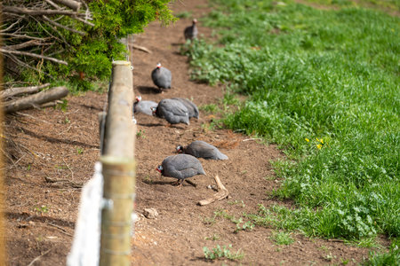 sustainable agriculture cow farm in a field, beef cows in a field. livestock herd grazing on grass on a farm. african cow, healthy regenerative food productionの写真素材