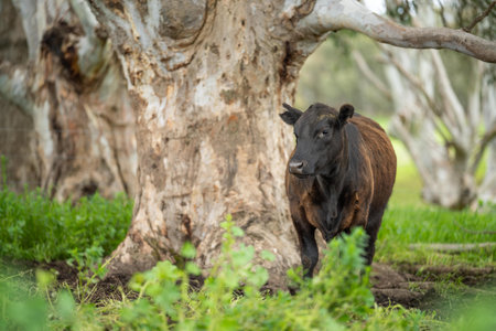 agriculture field, herd of beef cows in a field. springtime on a farm with wagyu cattle. fat cowの写真素材