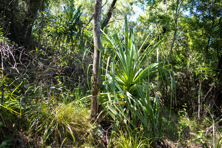 tropical plants growing in the wild and national park in queensland in spring