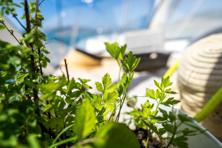 Growing plants on a boat, green healthy plants and vegetables in springの写真素材