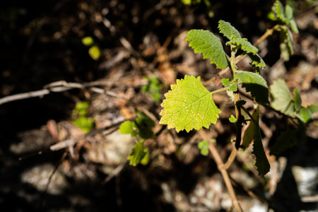 tropical plants growing in the wild and national park in queensland in spring