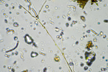 soil microorganisms, with soil fungi hyphae growing in the compost in a farm which is organic