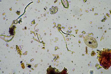 microorganisms and soil biology, with nematodes and fungi under the microscope. in a soil and...