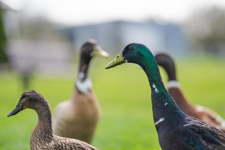 goose grazing on grass in a park in canada, in summerの写真素材