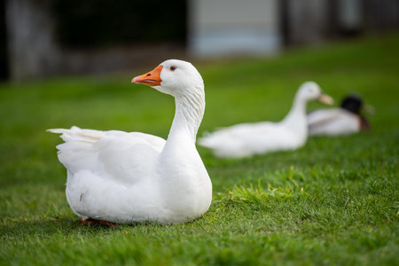 goose grazing on grass in a park in canada, in summerの写真素材