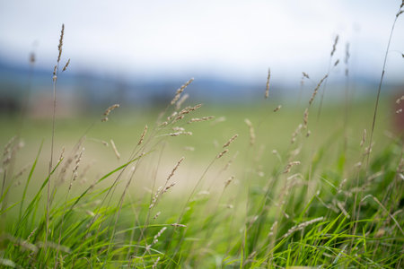 grass growing on a regenerative farm. pasture on an organic ranch in america in springの写真素材