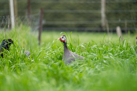 Chickens, hens and chooks, grazing and eating grass, on a free range, organic farm, in a country hen house, on a farm and ranch in Australia. in springの写真素材