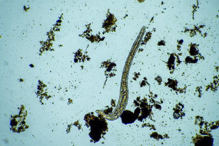 insect parasite in the soil in australia on a farm