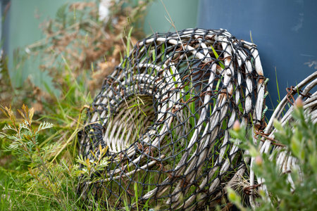 old lobster pot and crayfish pot in long grass in australia in summerの写真素材