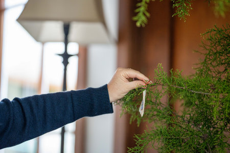 christmas tree ornaments hanging in a huon pine in australia in summer