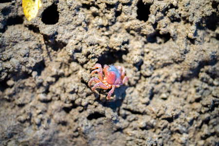 Tasmanian burrowing Southern Soldier crab on a beach close up in australia