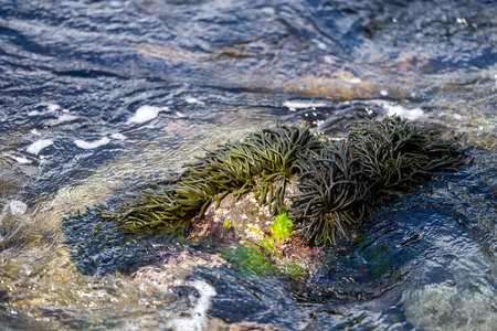 Bull kelp seaweed growing on rocks. Edible sea weed ready to harvest in the ocean on australia