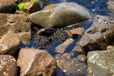 Seaweed and bull kelp growing on rocks in the ocean in australia. Waves moving seaweed over rock and...