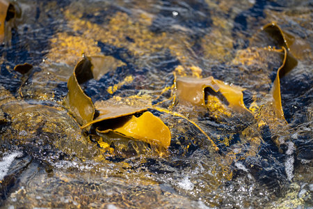 Seaweed and bull kelp growing on rocks in the ocean in australia. Waves moving seaweed over rock and flowing with the tide in Japan. Seaweed farm in australiaの写真素材