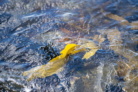 Bull kelp seaweed growing on rocks. Edible sea weed ready to harvest in the ocean on australiaの写真素材