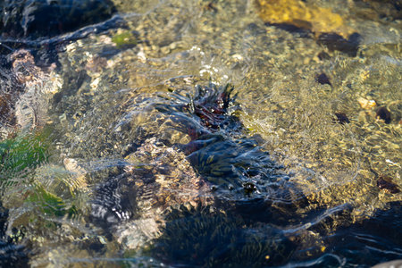 Seaweed and bull kelp growing on rocks in the ocean in australia. Waves moving seaweed over rock and flowing with the tide in Japan. Seaweed farm in australiaの写真素材