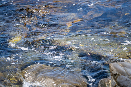Bull kelp seaweed growing on rocks. Edible sea weed ready to harvest in the ocean on australia