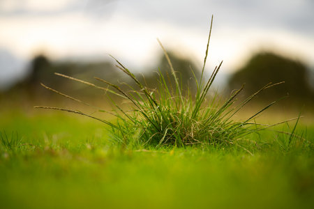 long native grasses on a regenerative agricultural farm. pasture in a grassland in the bush in australia in spring in australiaの写真素材