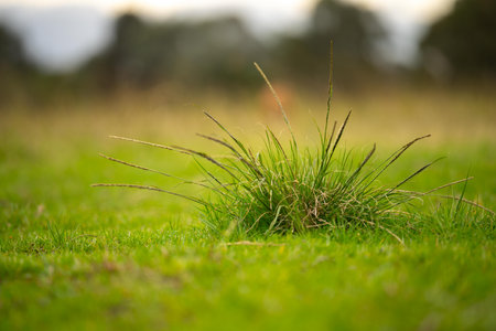 long native grasses on a regenerative agricultural farm. pasture in a grassland in the bush in australia in spring in australiaの写真素材