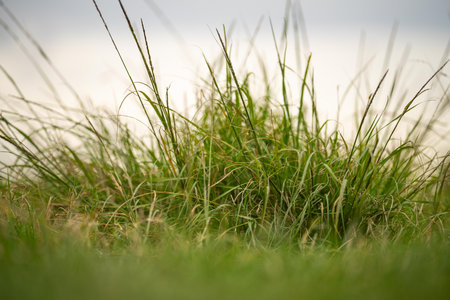 long native grasses on a regenerative agricultural farm. pasture in a grassland in the bush in australia in spring in australiaの写真素材