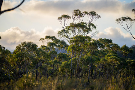 beautiful gum Trees and shrubs in the Australian bush forest. Gumtrees and native plants growing in Australia in springの写真素材