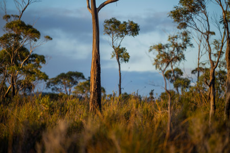 beautiful gum Trees and shrubs in the Australian bush forest. Gumtrees and native plants growing in Australia in springの写真素材