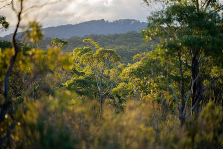 beautiful gum Trees and shrubs in the Australian bush forest. Gumtrees and native plants growing in Australia in springの写真素材