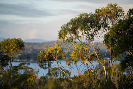 beautiful gum Trees and shrubs in the Australian bush forest. Gumtrees and native plants growing in Australia in springの写真素材