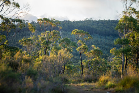 beautiful gum Trees and shrubs in the Australian bush forest. Gumtrees and native plants growing in Australia in springの写真素材