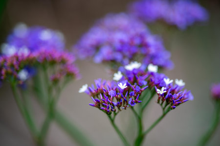 australian native flowers in the bush in spring. beautiful flowers